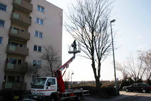 Hausmeister Gemmerich: Bäume schneiden mit der Hebebühne
